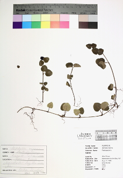 primary herbarium image