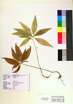 primary herbarium image