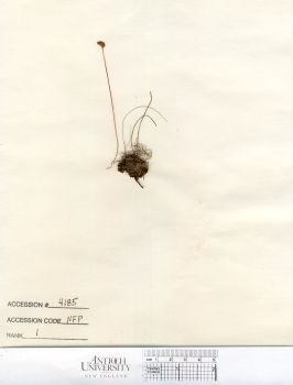primary herbarium image