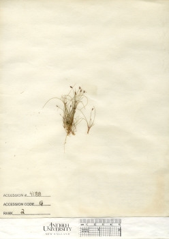 primary herbarium image