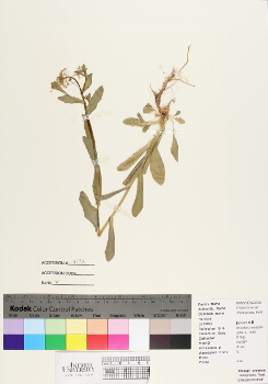 primary herbarium image