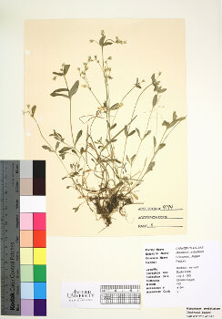 primary herbarium image