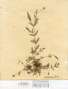 primary herbarium image