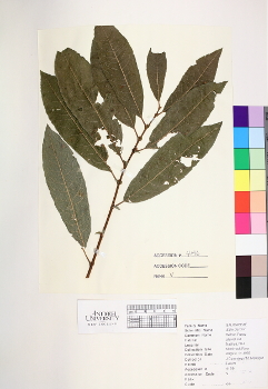 primary herbarium image