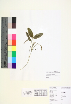 primary herbarium image
