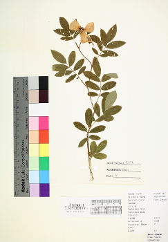 primary herbarium image