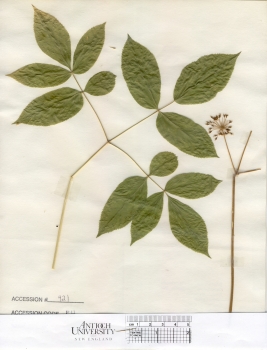 primary herbarium image