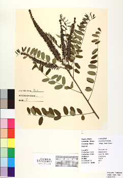 primary herbarium image