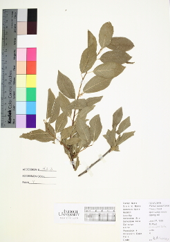 primary herbarium image