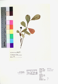 primary herbarium image
