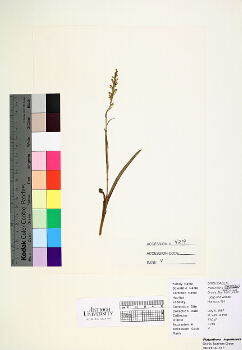 primary herbarium image