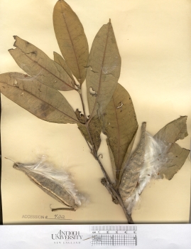 primary herbarium image