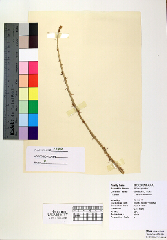 primary herbarium image