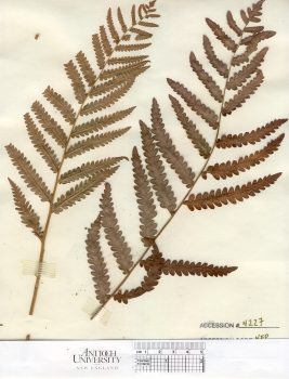 primary herbarium image