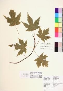 primary herbarium image