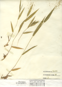 primary herbarium image