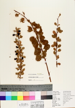 primary herbarium image