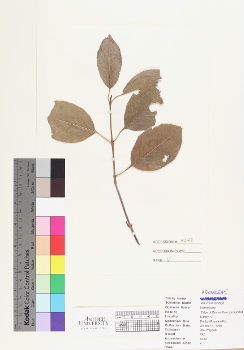 primary herbarium image