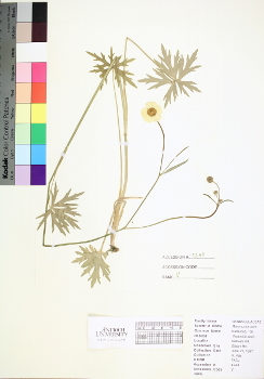 primary herbarium image