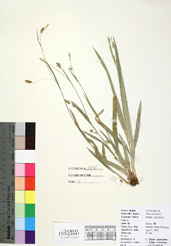 primary herbarium image