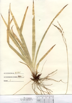 primary herbarium image