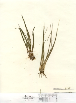 primary herbarium image