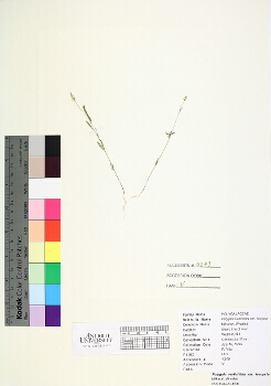 primary herbarium image