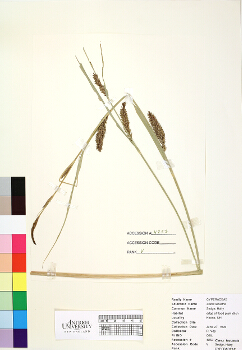 primary herbarium image