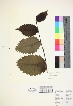 primary herbarium image