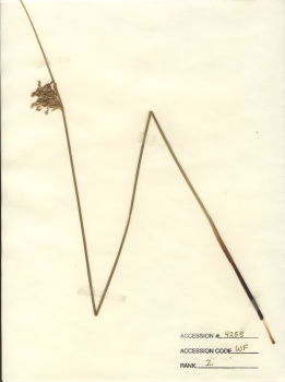 primary herbarium image