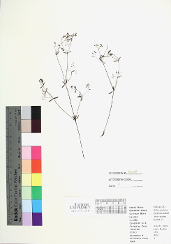 primary herbarium image