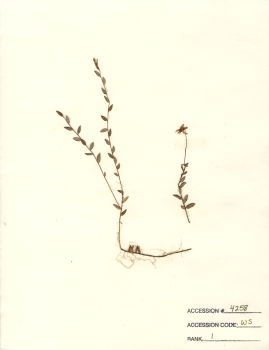 primary herbarium image