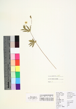 primary herbarium image