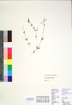 primary herbarium image