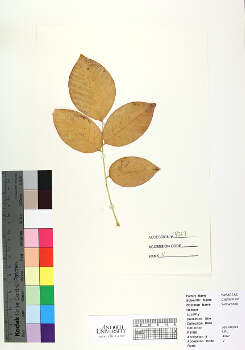primary herbarium image