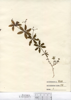 primary herbarium image