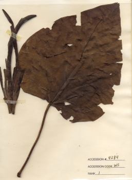 primary herbarium image