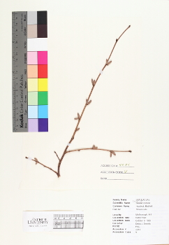 primary herbarium image