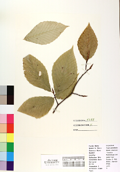 primary herbarium image