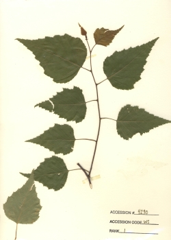 primary herbarium image