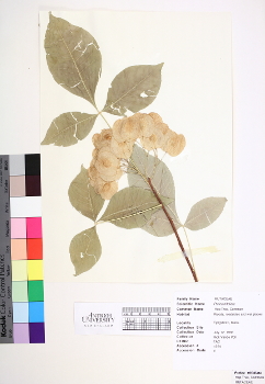 primary herbarium image