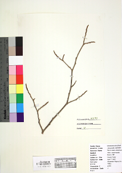 primary herbarium image