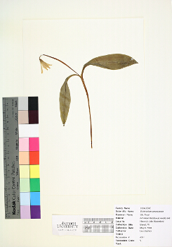 primary herbarium image