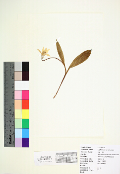 primary herbarium image