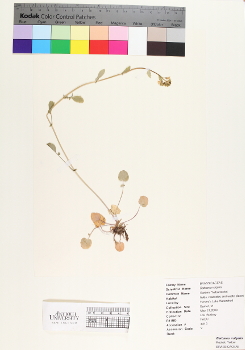 primary herbarium image