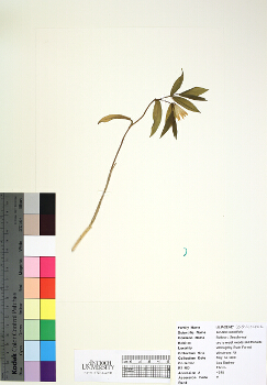 primary herbarium image