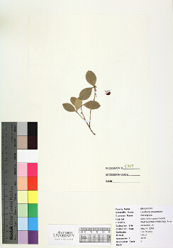 primary herbarium image