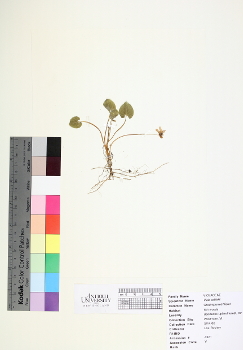 primary herbarium image