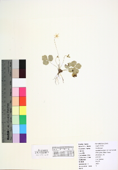 primary herbarium image