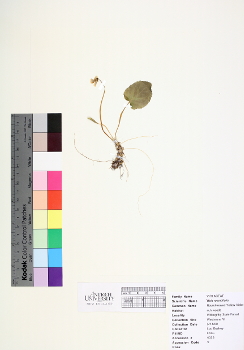 primary herbarium image